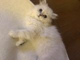 Dişi British Longhair 6 Aylık