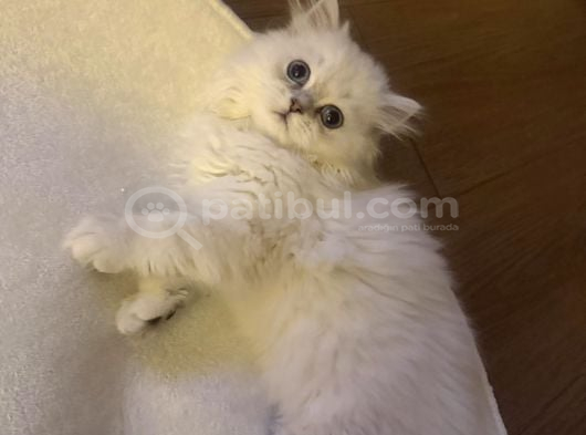 Dişi British Longhair 6 Aylık görsel