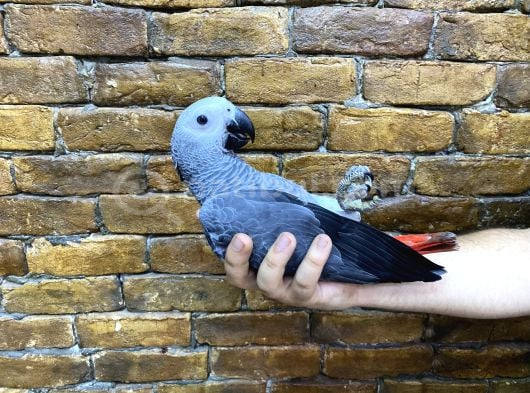 Yasal Belgeli̇ Faturali Bebek Yavru Jako Papağani görsel