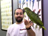 Bebek Yasal Belgeli El Besleme Amazon Papağanı Yavrumuz