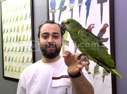 Bebek Yasal Belgeli El Besleme Amazon Papağanı Yavrumuz