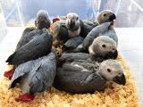 Bebek Yasal Belgeli̇ Jako Papağani Yavrularimiz
