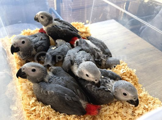 Bebek Yasal Belgeli̇ Jako Papağani Yavrularimiz görsel
