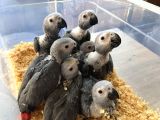 Bebek Yasal Belgeli̇ Jako Papağani Yavrularimiz