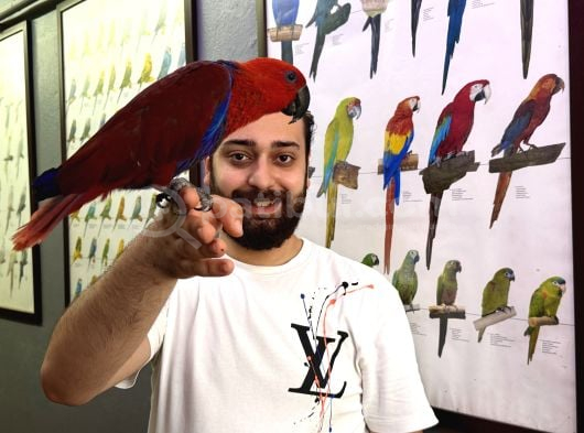 Mikro çipli belgeli evcil kırmızı eclectus papağanım