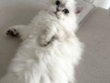 Dişi British Longhair 6 Aylık