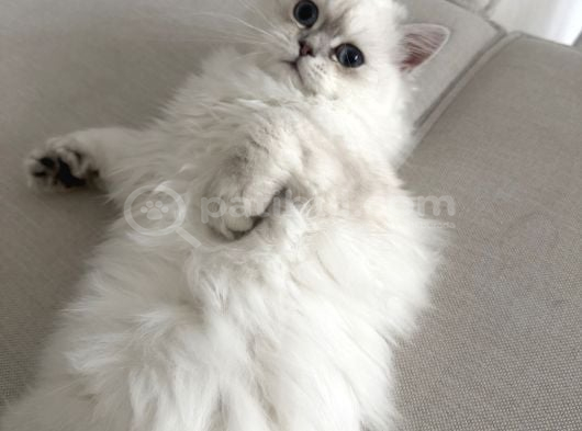 Dişi British Longhair 6 Aylık görsel