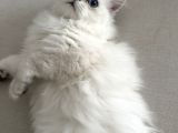 Dişi British Longhair 6 Aylık