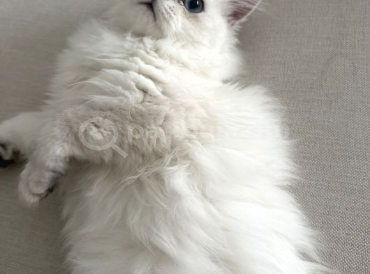 Dişi British Longhair 6 Aylık görsel