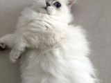Dişi British Longhair 6 Aylık