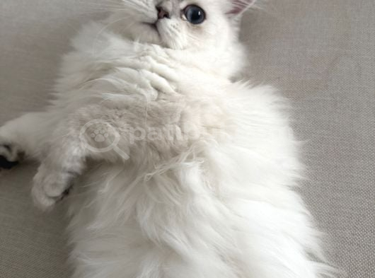 Dişi British Longhair 6 Aylık