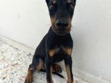 A Kali̇te Doberman Yavrumuz Aşilari Yapildi
