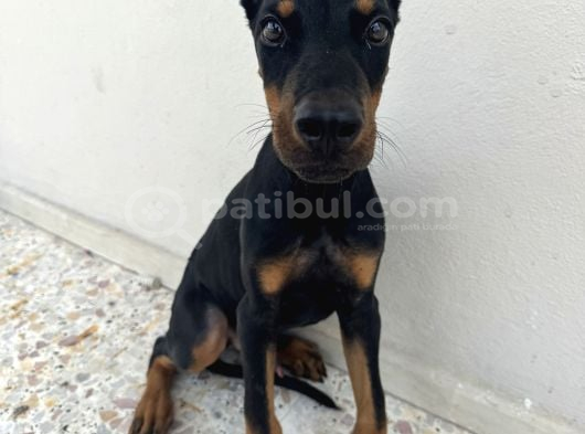 A Kali̇te Doberman Yavrumuz Aşilari Yapildi