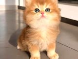 Mini Boy Aslan Yeleli Ny12 British Yavrular