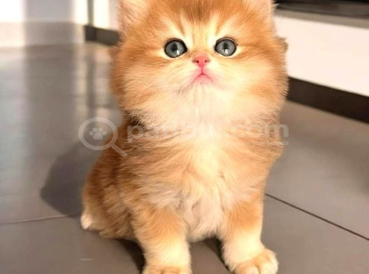 Mini boy Aslan Yeleli Ny12 British Yavrular