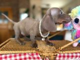 Mavi Gözlü Dachshund Yavruları