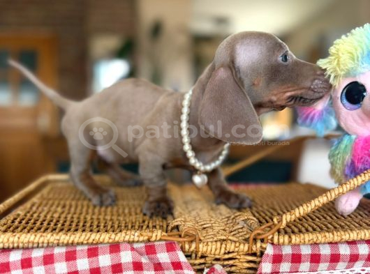Mavi Gözlü Dachshund Yavruları görsel