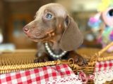 Mavi Gözlü Dachshund Yavruları