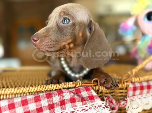 Mavi Gözlü Dachshund Yavruları görsel
