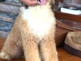 Türki̇yede Tek Bernedoodle Yavrulari
