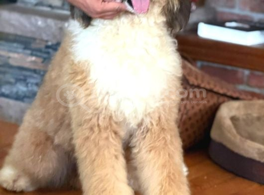 Türki̇yede Tek Bernedoodle Yavrulari görsel