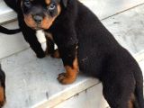 Rotweiler Koca Kafa Yavrularımız