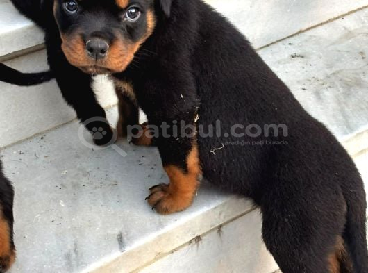 Rotweiler Koca Kafa Yavrularımız görsel