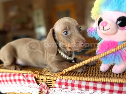 Mavi Gözlü Dachshund Yavruları görsel