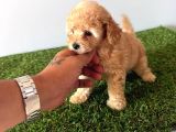 Toy Poodle Apricot Bebeğim