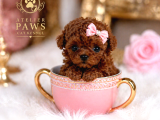 Kore Teacup Babadan Teacup Poodle Bebekler