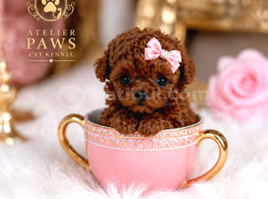 Kore teacup babadan teacup poodle bebekler