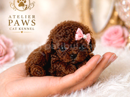 Kore Teacup Babadan Teacup Poodle Bebekler görsel