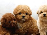 Maya Kizimizin Mükemmel Yavrusu Toy Poodle