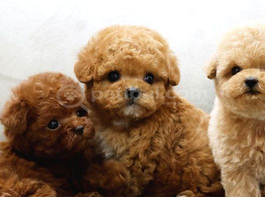 Maya Kizimizin Mükemmel Yavrusu Toy Poodle görsel