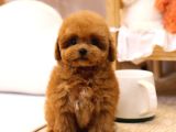 Maya Kizimizin Mükemmel Yavrusu Toy Poodle