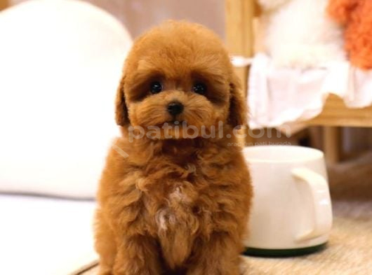 Maya Kizimizin Mükemmel Yavrusu Toy Poodle görsel