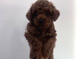 Kore Teacup Babadan Teacup Poodle Bebekler