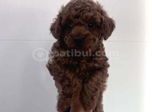 Kore Teacup Babadan Teacup Poodle Bebekler görsel