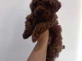 Kore Teacup Babadan Teacup Poodle Bebekler