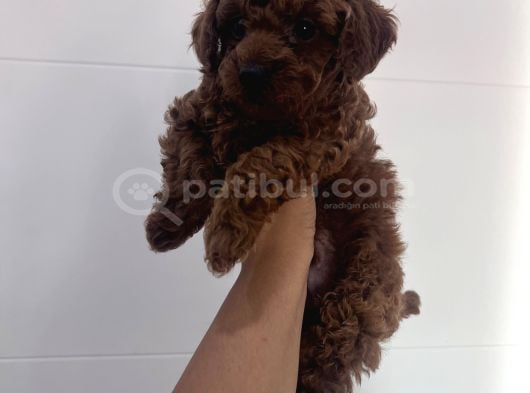 Kore Teacup Babadan Teacup Poodle Bebekler görsel