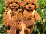 Maya Kizimizin Mükemmel Yavrusu Toy Poodle