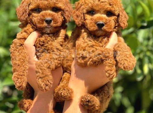 Maya Kizimizin Mükemmel Yavrusu Toy Poodle