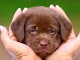 En Güzel Labrador Retri̇ever Yavrulari İstanbul