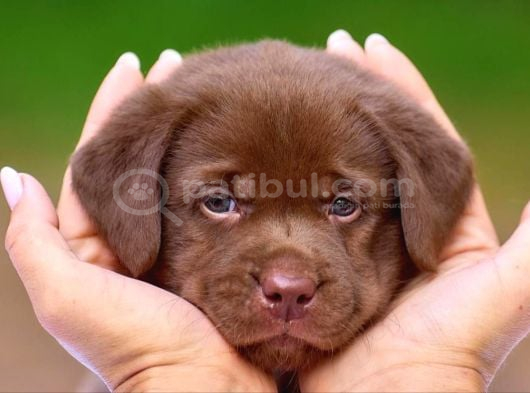 En Güzel Labrador Retri̇ever Yavrulari İstanbul görsel