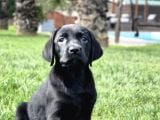 En Güzel Labrador Retri̇ever Yavrulari İstanbul