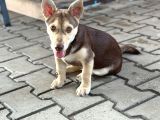 Dik Kulak Simit Kuyruk Erkek Yavrumuz