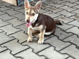 Dik Kulak Simit Kuyruk Erkek Yavrumuz