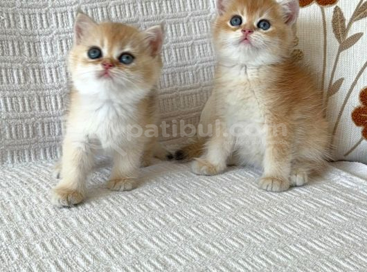 Efaaneler Her Zamanki Gibi Bizde