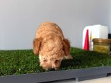 Toy Poodle Apricot Bebeğim
