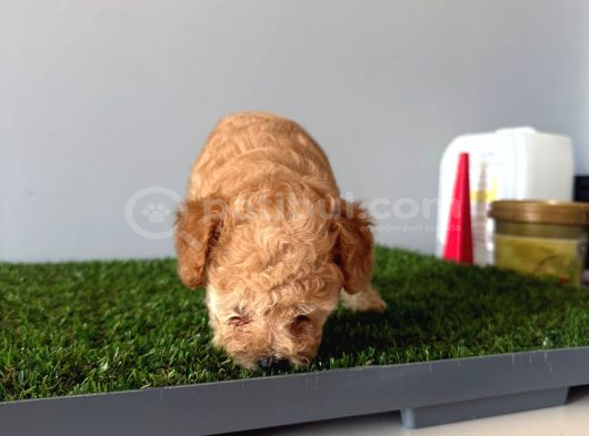 Toy Poodle Apricot Bebeğim görsel